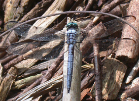 Great Blue Skimmer